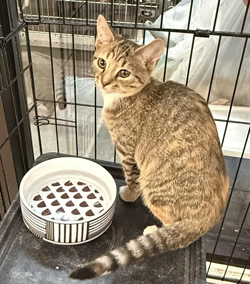 A baby small-sized female Domestic Short Hair cat named Fiona for adoption in Taylor, PA