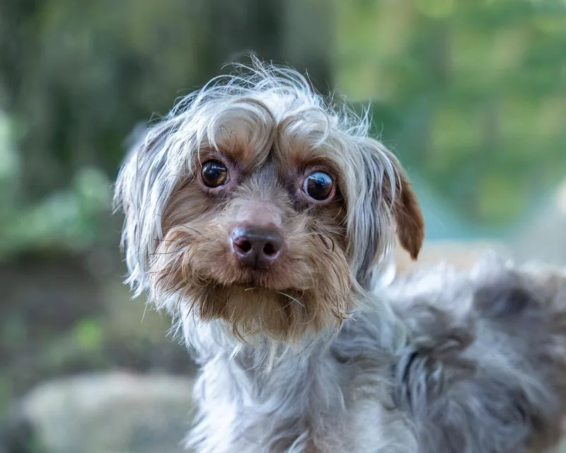 A young small-sized male Yorkshire Terrier dog named Dobby for adoption in Winsted, CT