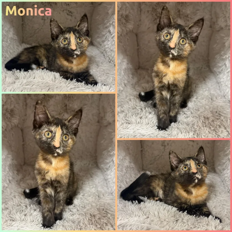 A baby small-sized female Tortoiseshell cat named Monica for adoption in Louisville, KY