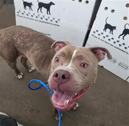 An adult large-sized female Mixed Breed dog named Esperanza for adoption in Dallas, TX