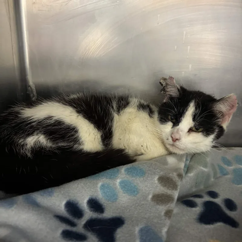 A senior small-sized female Black Domestic Short Hair cat named Jayla for adoption in Gloucester, VA