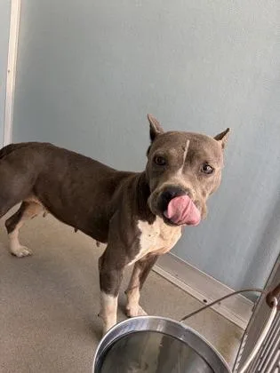 An adult medium-sized female Pit Bull Terrier dog named Zinnia for adoption in Fresno, CA