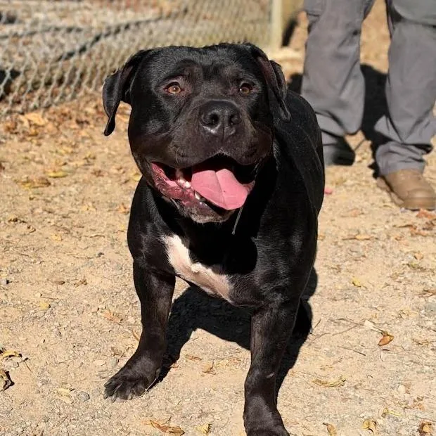 An adult large-sized male Pit Bull Terrier dog named Bruce for adoption in Oak Ridge, TN
