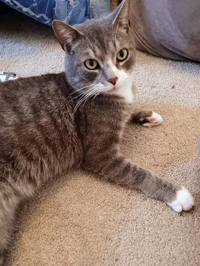 Boots Kps thumbnail 2