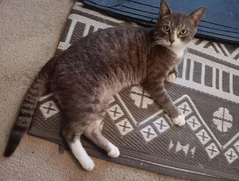 Boots Kps thumbnail 3