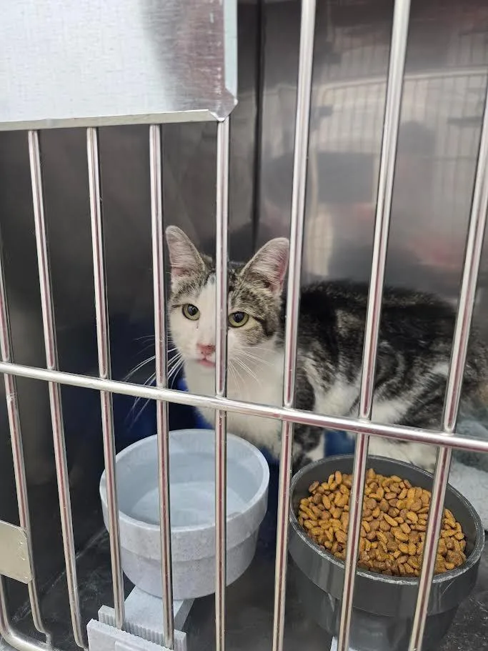 A baby small-sized female Domestic Short Hair cat named Beans for adoption in Glenfield, NY