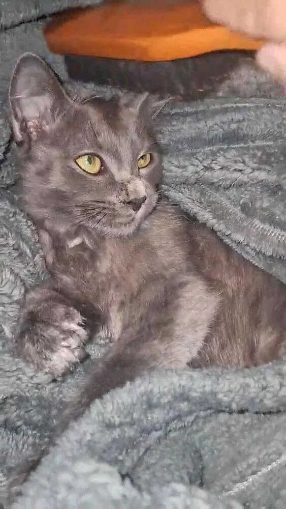 A baby small-sized female Domestic Medium Hair cat named Smokey for adoption in Lancaster, CA