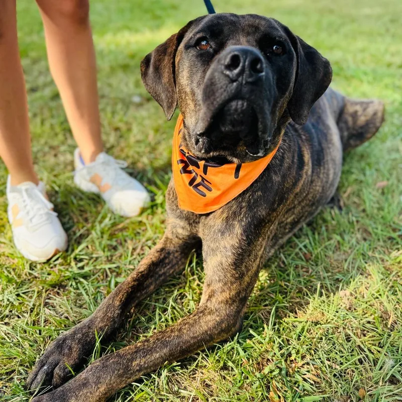 An adult large-sized male Cane Corso dog named Silas for adoption in Peachtree City, GA