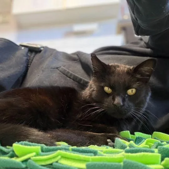 An adult large-sized male Black Domestic Short Hair cat named Tallu for adoption in Driggs, ID