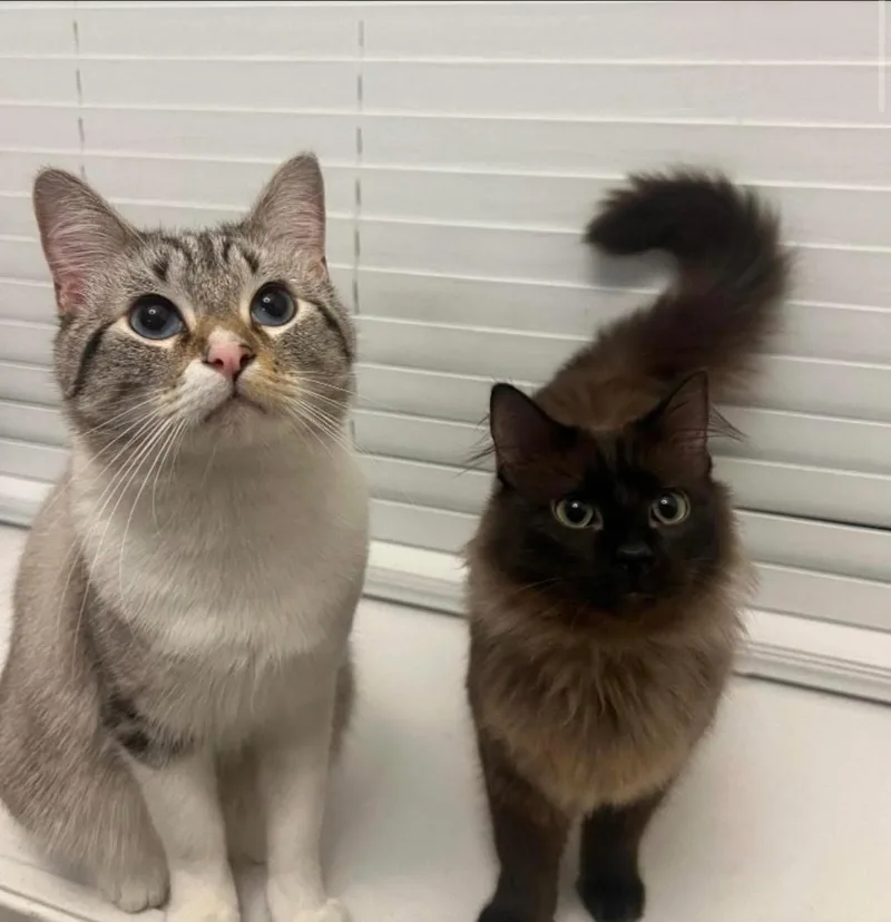 Moose & Vincent 