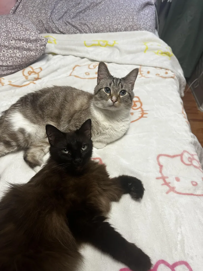 Moose & Vincent  thumbnail 2