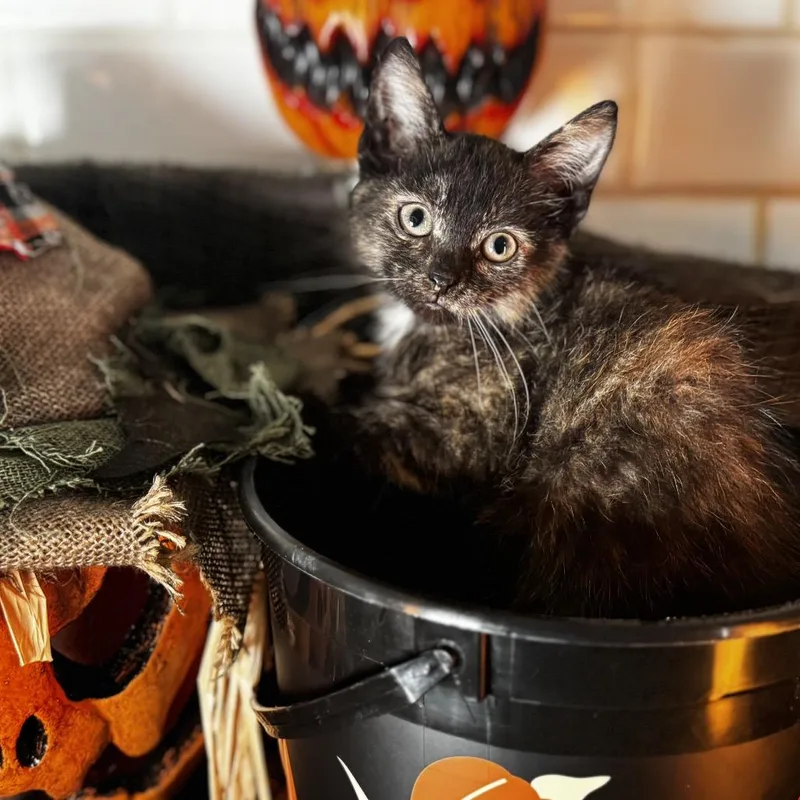 A baby small-sized female Tortoiseshell Domestic Short Hair cat named Fancy Nancy for adoption in Belleville, IL