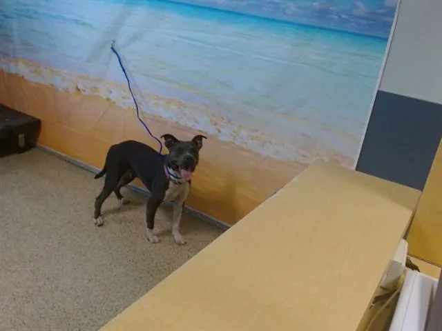A young large-sized female Terrier dog named Cindy for adoption in Miami, FL