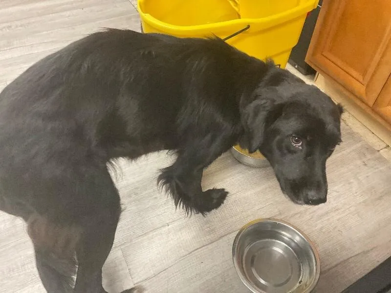 An adult medium-sized female Black Labrador Retriever dog named Shasta for adoption in Paris , TN