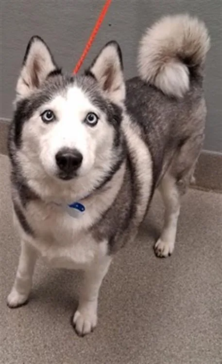An adult large-sized female Siberian Husky dog named Nova for adoption in Las Vegas, NV