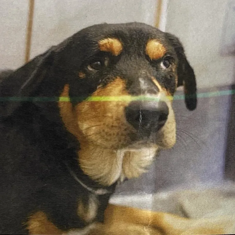 An adult medium-sized male Black Rottweiler dog named Toto for adoption in Hagerstown, MD