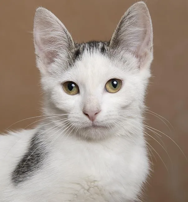 A baby medium-sized female White Domestic Short Hair cat named Ashley & Emma for adoption in Chicago, IL