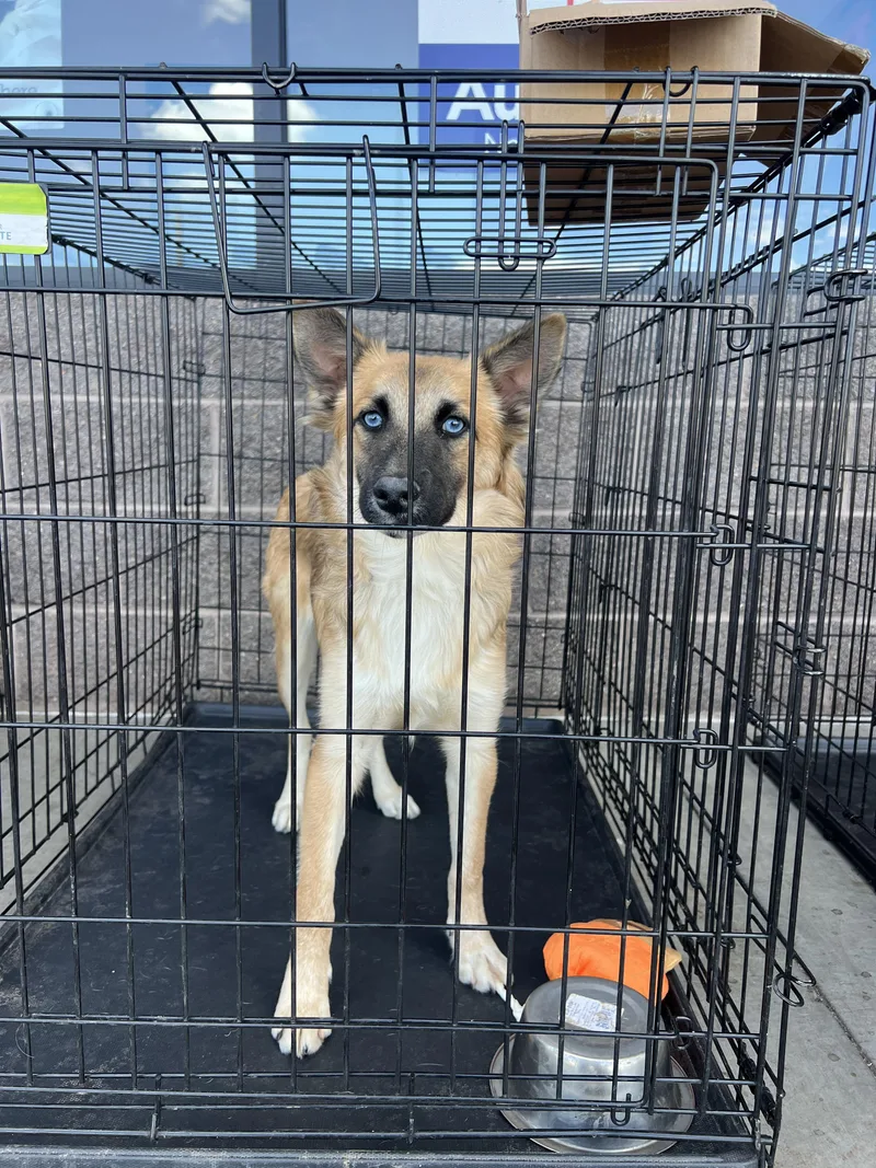 A young medium-sized female Australian Shepherd dog named Hera for adoption in Fort Collins, CO
