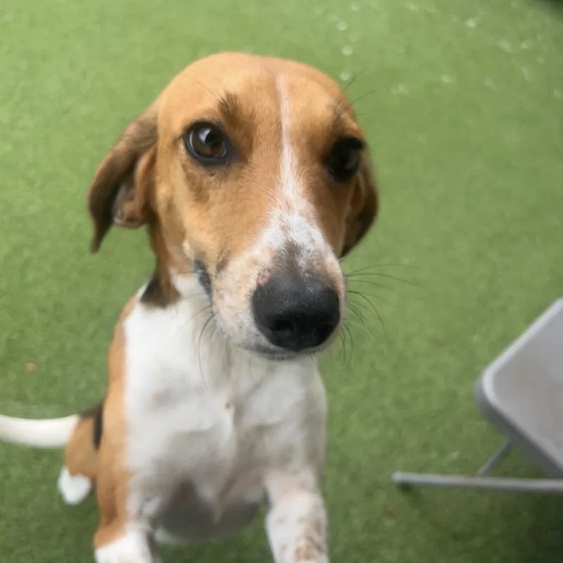 An adult medium-sized female White / Cream Hound dog named Kevi for adoption in LOXAHATCHEE, FL