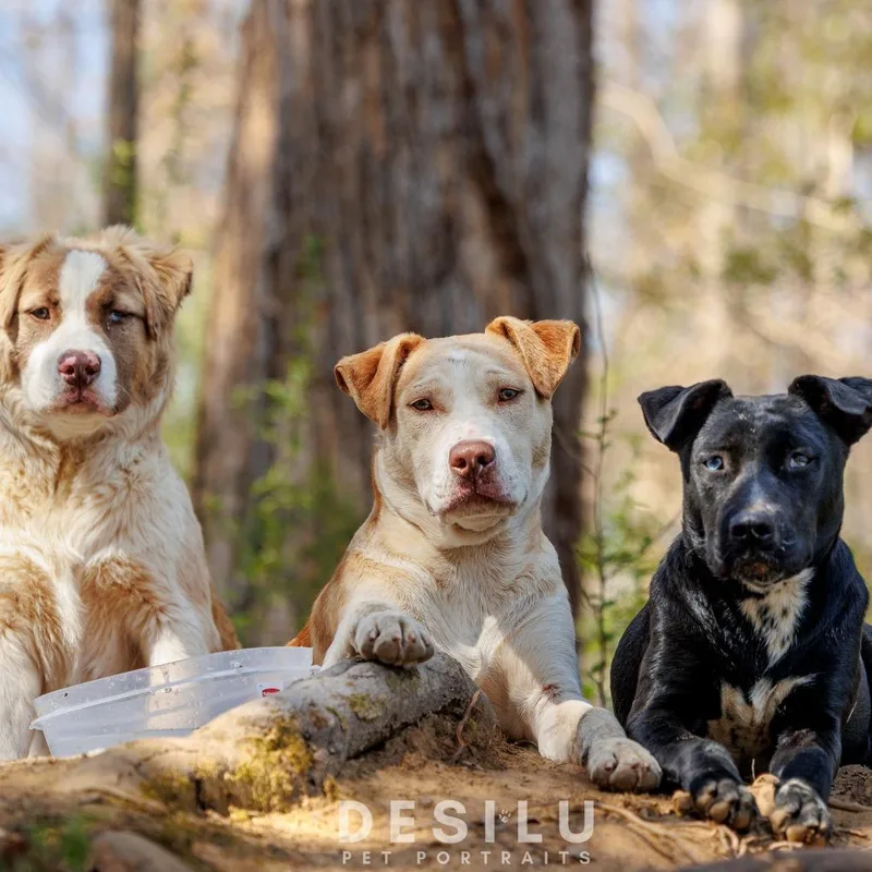 A young large-sized female Black Mixed Breed dog named Anna for adoption in Winston-Salem, NC