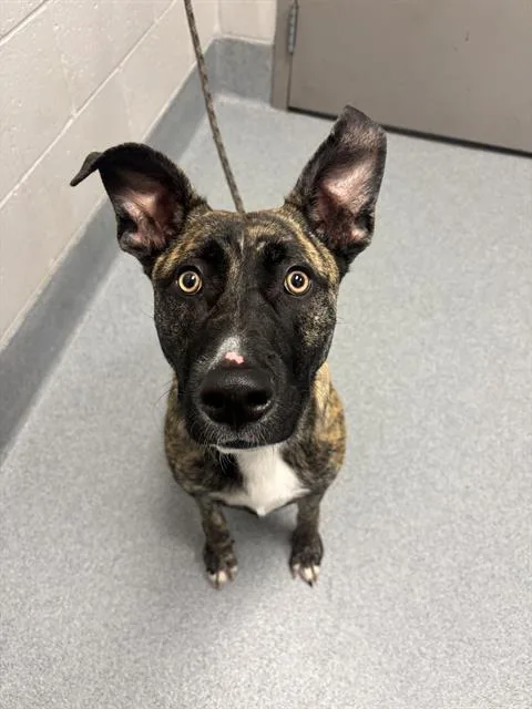 A young large-sized female German Shepherd Dog dog named Jypsie for adoption in Indianapolis, IN