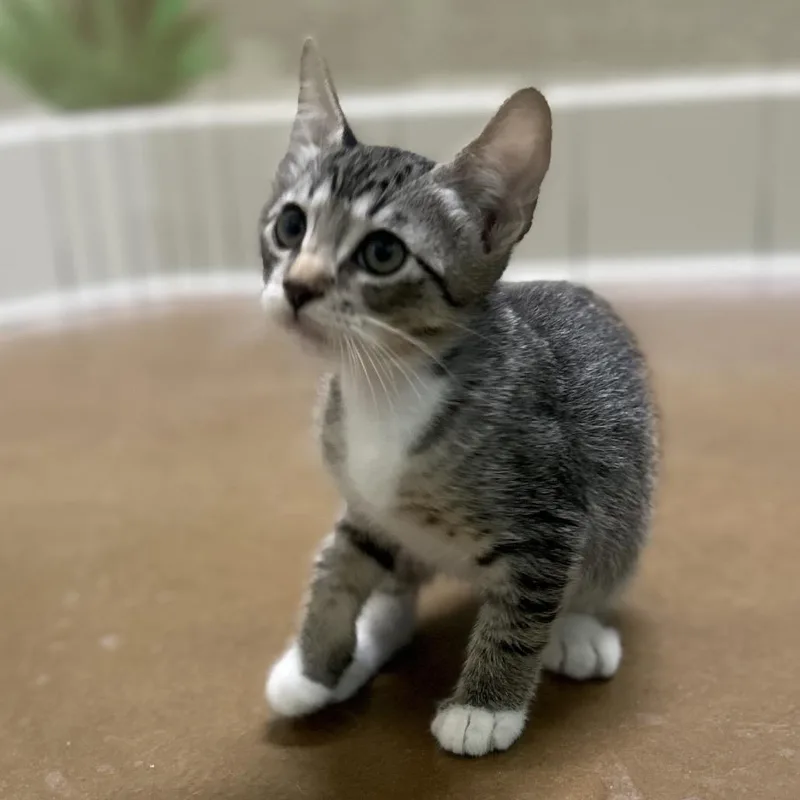 A baby small-sized male Brown / Chocolate Domestic Short Hair cat named Sprinkle for adoption in Riverside, CA
