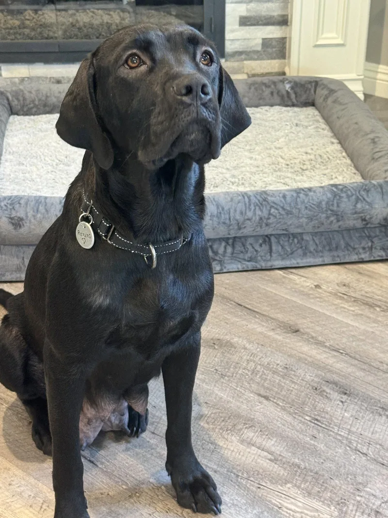 An adult large-sized female Labrador Retriever dog named Charlotte for adoption in San Diego, CA