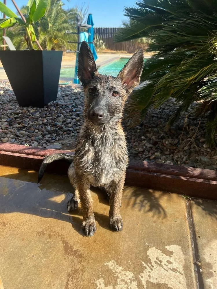 A baby small-sized female Dutch Shepherd dog named WillowLocated in CA for adoption in Imlay City, MI