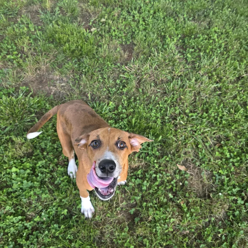 A baby medium-sized male Golden Hound dog named Atticus Finch for adoption in Andover, MA
