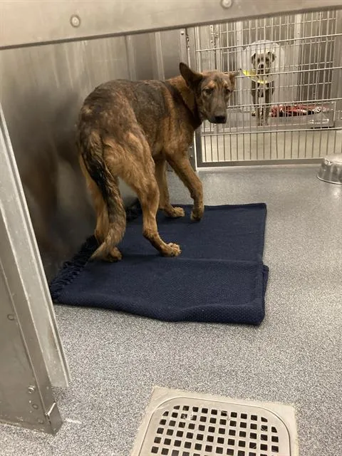 A young medium-sized male Mixed Breed dog named Cameron for adoption in Dallas, TX