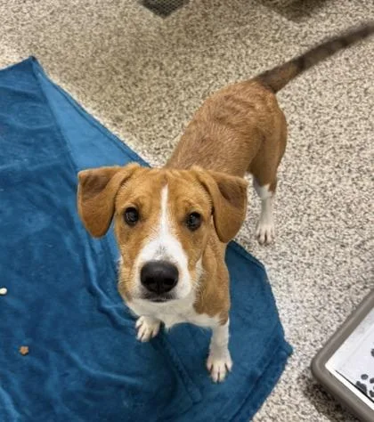 An adult medium-sized male Mixed Breed dog named Cutie for adoption in Westland, MI