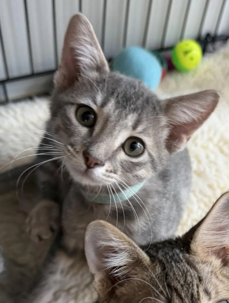 A young medium-sized male Domestic Short Hair cat named Zodihop for adoption in Satellite Beach, FL
