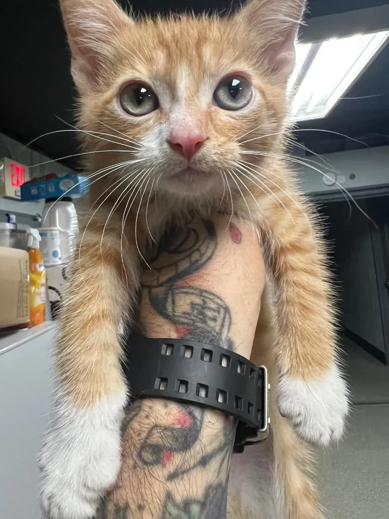 A baby medium-sized male Domestic Short Hair cat named Ron for adoption in Huntington, IN