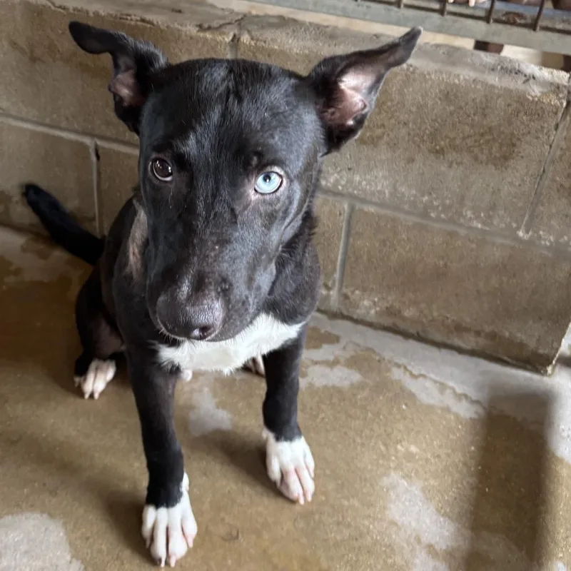 A young medium-sized male Black Australian Cattle Dog / Blue Heeler dog named Nox for adoption in Floresville, TX