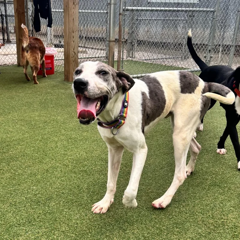 A young large-sized male Great Dane dog named Doofy for adoption in Parkersburg, WV
