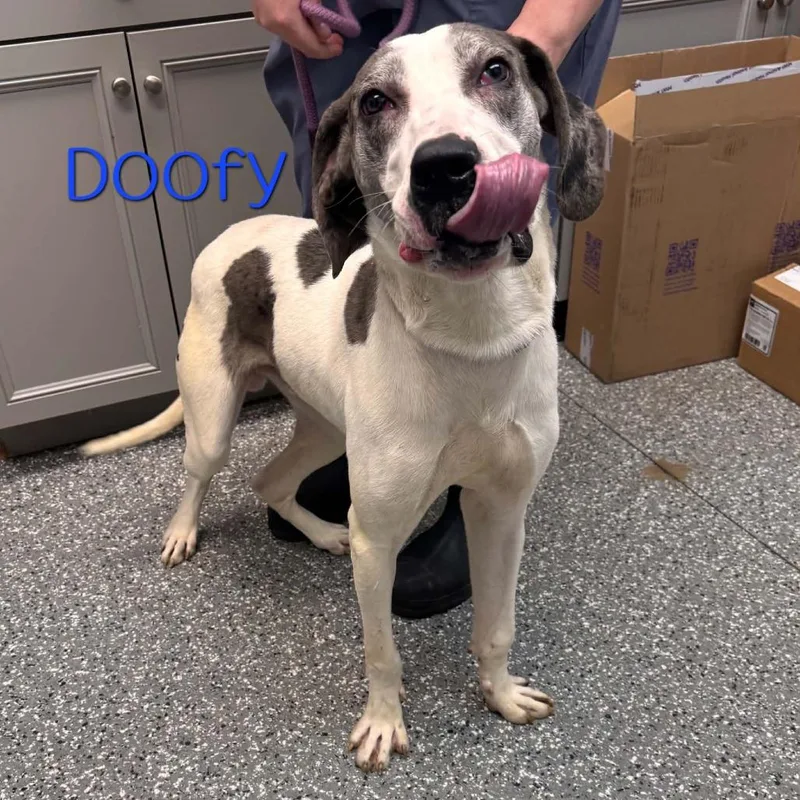 Doofy thumbnail 2