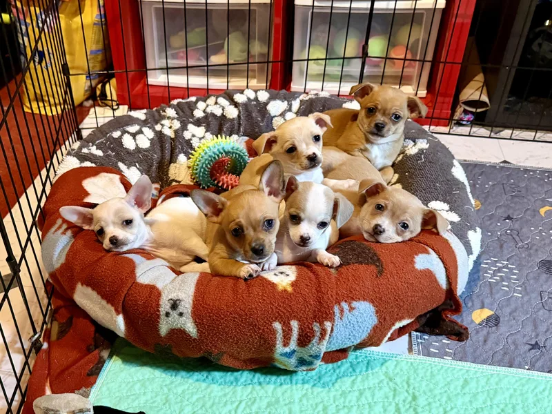 A baby small-sized male Chihuahua dog named Bud for adoption in Berlin, NJ