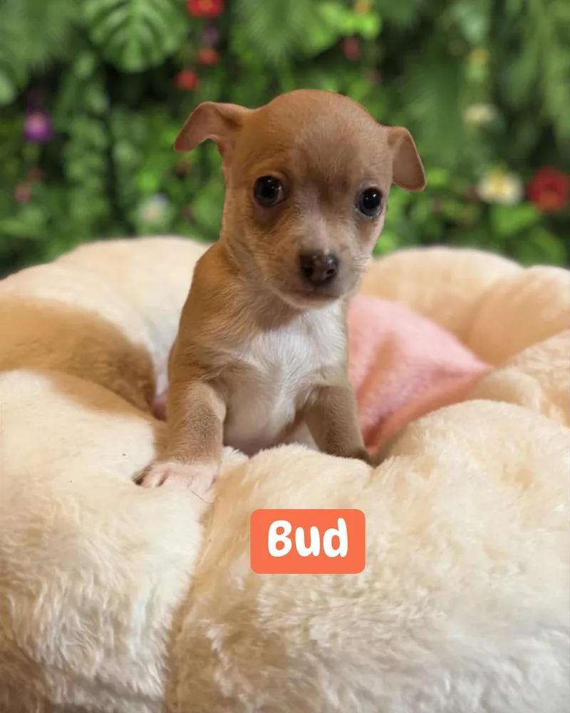 Bud thumbnail 3