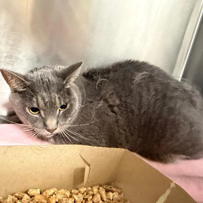 An adult large-sized male Gray / Blue / Silver Domestic Short Hair cat named "caspar" for adoption in Perkiomenville, PA