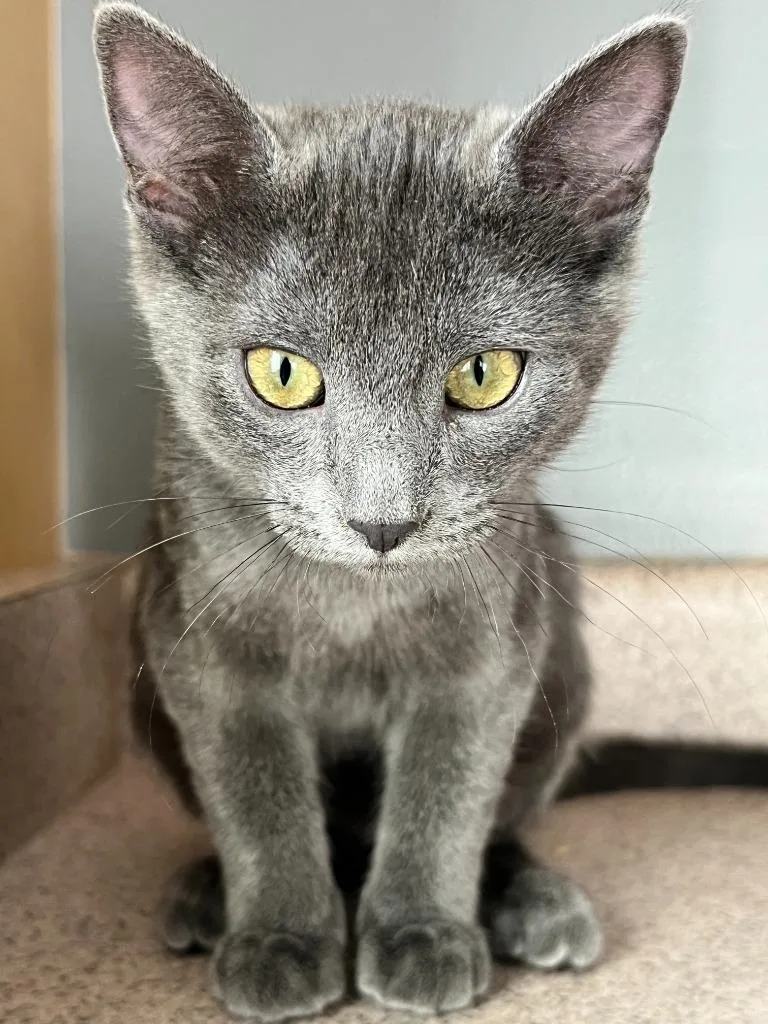 A baby medium-sized female Domestic Medium Hair cat named Blue for adoption in Salt Lake City, UT