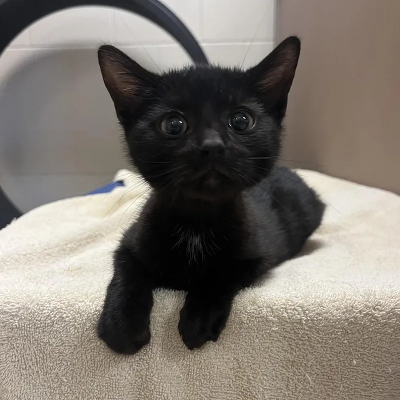 A baby small-sized male Black Domestic Short Hair cat named Sheldon for adoption in Bristol, IN