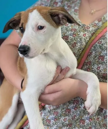 A baby small-sized female Border Collie dog named Trudy for adoption in La Harpe, KS