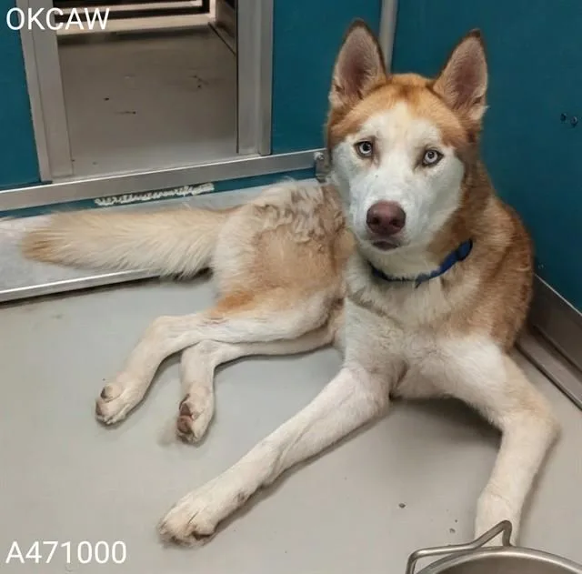 Apollo