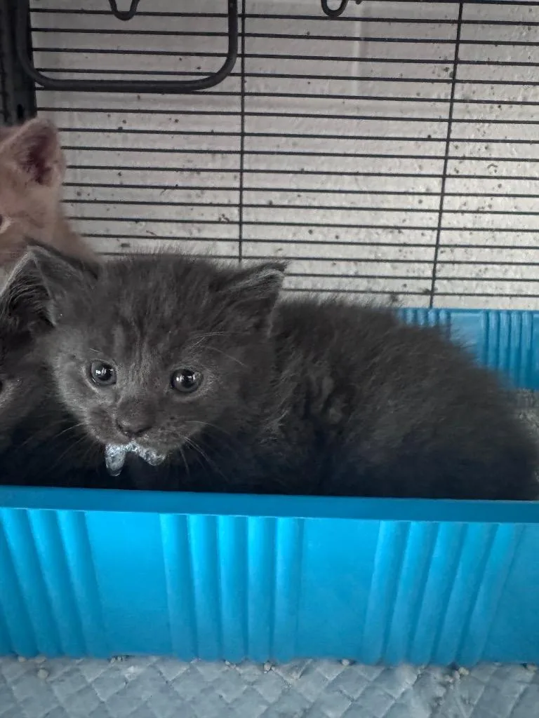 A baby medium-sized male Domestic Short Hair cat named Pepper for adoption in Johnson City, TN
