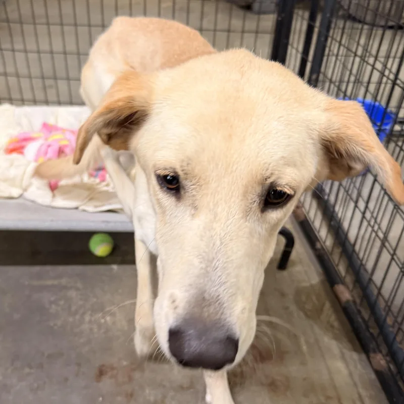 An adult medium-sized male Yellow / Tan / Blond / Fawn Labrador Retriever dog named Sol for adoption in Columbia, SC