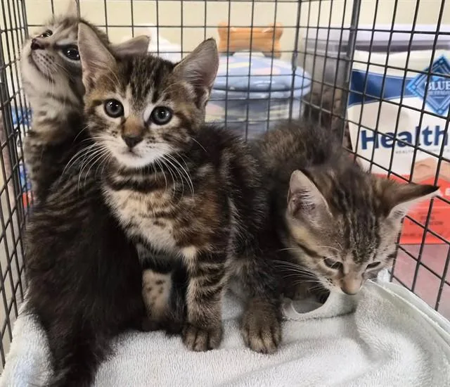 A baby small-sized female Domestic Medium Hair cat named Clover for adoption in Fort Myers, FL