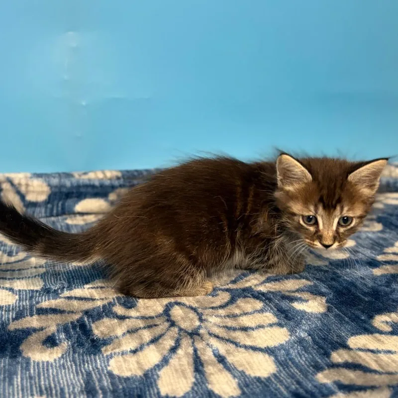 A baby small-sized female Brown / Chocolate Domestic Medium Hair cat named Lulu for adoption in San Antonio, TX