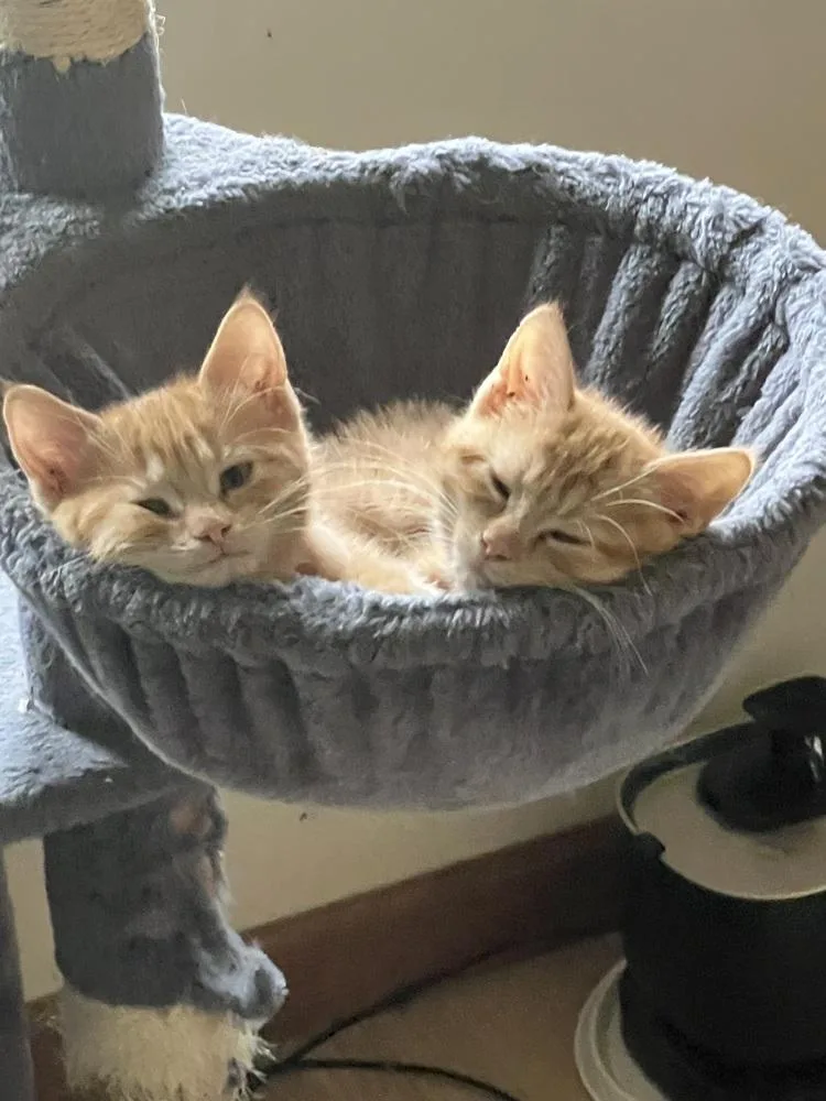 A baby small-sized male Tabby (Orange / Red) Domestic Short Hair cat named Bodie for adoption in Anoka, MN
