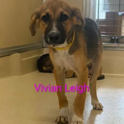 A baby medium-sized female Bicolor Shepherd dog named Vivien Leigh for adoption in Pawleys Island, SC