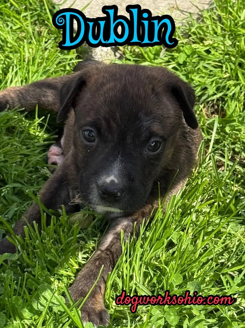 A baby large-sized male Bicolor German Shepherd Dog dog named Dublin. . Murphy. . for adoption in Toledo, OH